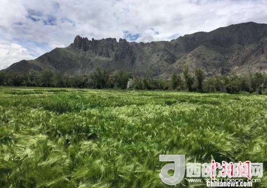 2017年西藏青稞總產(chǎn)量達(dá)到79萬噸，占糧食總產(chǎn)量的77%。圖為西藏青稞?！⊥跤窳?攝