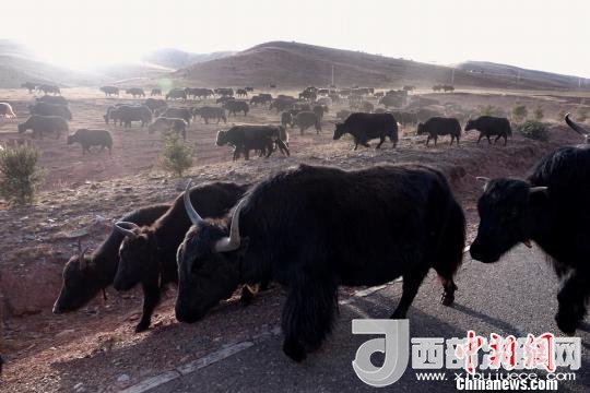 西藏每年存欄約420萬頭牦牛，牦牛產(chǎn)業(yè)發(fā)展是推動(dòng)西藏畜牧業(yè)可持續(xù)發(fā)展和農(nóng)牧民脫貧致富的重要產(chǎn)業(yè)。圖為西藏牦牛。　孫翔 攝