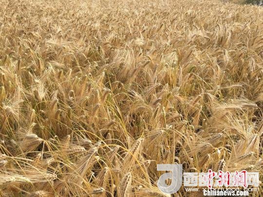2017年西藏青稞種植面積達(dá)210多萬畝，占糧食播種面積的75%。圖為成熟期的青稞?！⊥跤窳?攝