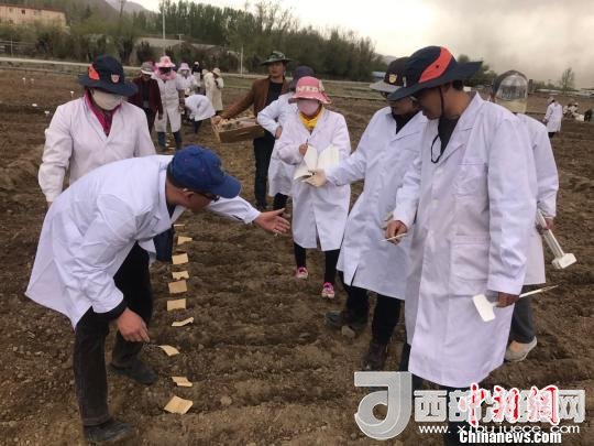 圖為研究員實(shí)地調(diào)研青稞生長(zhǎng)土壤?！⊥跤窳?攝