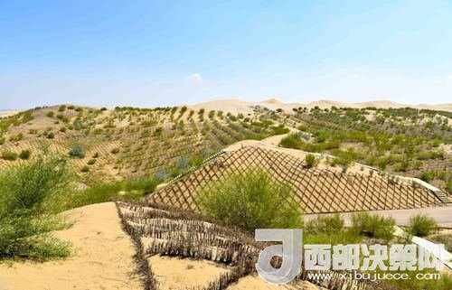 達拉特旗庫布其沙漠染綠。吳勇攝