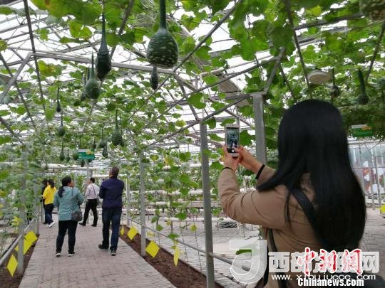 山西省郵政管理局積極推動(dòng)“一市一品”農(nóng)特產(chǎn)品進(jìn)城項(xiàng)目。 資料圖 楊杰英 攝