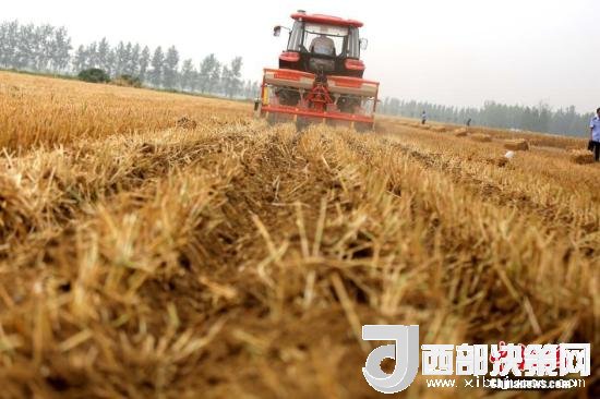 資料圖：收割機進行機械化收割。<a target='_blank'  data-cke-saved- >中新社</a>記者 王中舉 攝