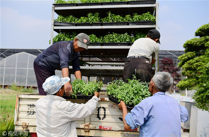 數(shù)字經(jīng)濟已經(jīng)成為我國經(jīng)濟社會更好發(fā)展的重要推動力，也為我國鄉(xiāng)村發(fā)展提供了新的歷史機遇。（圖片來源：視覺中國）
