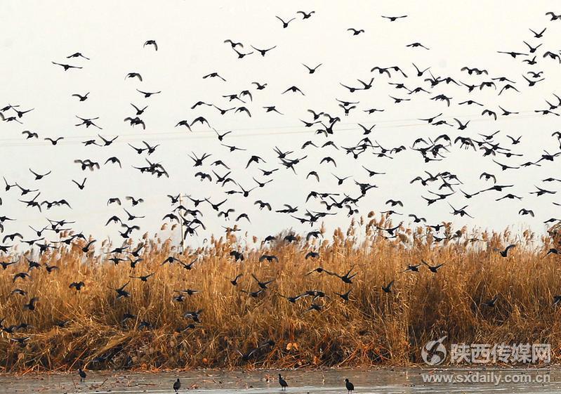 隆冬時節(jié)百鳥飛【4】