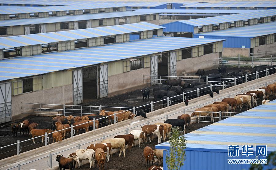 （壯麗70年·奮斗新時(shí)代——共和國發(fā)展成就巡禮·圖文互動(dòng)）（11）生態(tài)美、百姓富——品讀嶄新“寧夏畫卷”