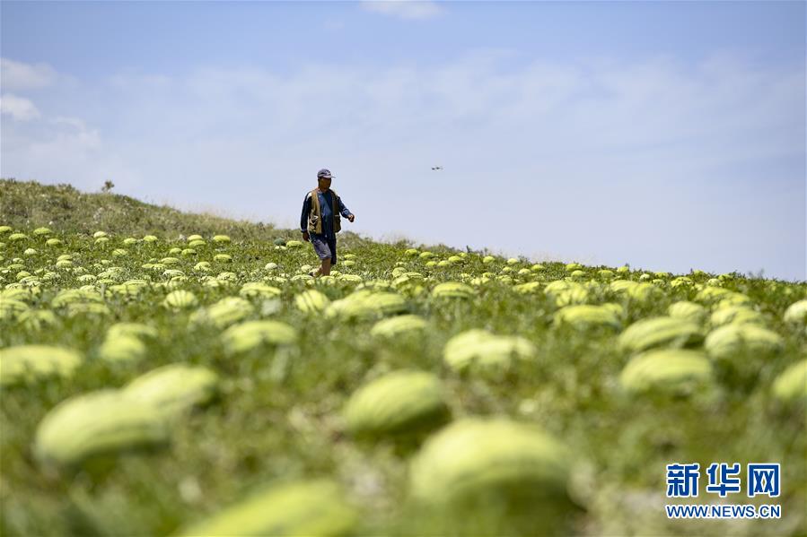 （壯麗70年·奮斗新時(shí)代——共和國發(fā)展成就巡禮·圖文互動(dòng)）（4）生態(tài)美、百姓富——品讀嶄新“寧夏畫卷”