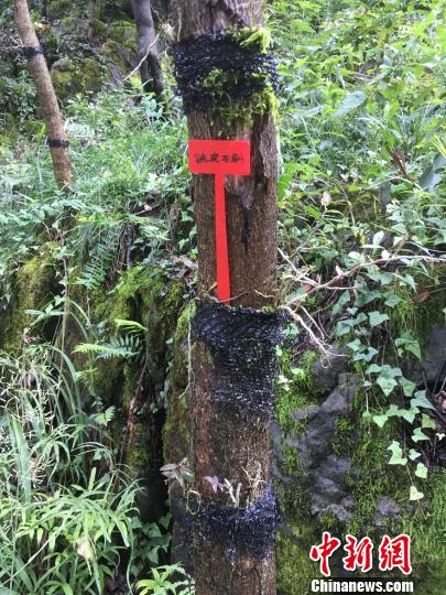 貴州同威生物科技有限公司鐵皮石斛種植?！≈軏?攝