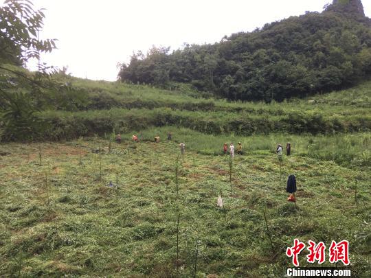 貴州同威生物科技有限公司天麻種植基地?！≈軏?攝