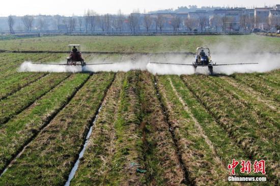 2月20日，南京湖熟街道現(xiàn)代農(nóng)業(yè)示范園區(qū)內(nèi)，工作人員駕駛自走式噴霧機(jī)給小麥噴灑除草劑。泱波 攝