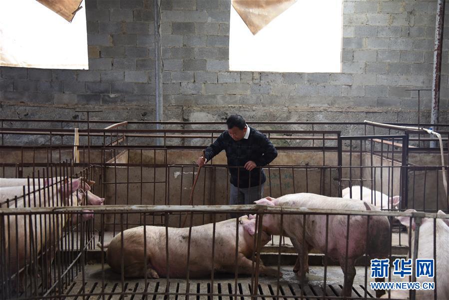 （新華全媒頭條·圖文互動(dòng)）（4）刺梨花開(kāi)滿(mǎn)山紅——記在貴州脫貧攻堅(jiān)一線(xiàn)奮斗的殘疾人