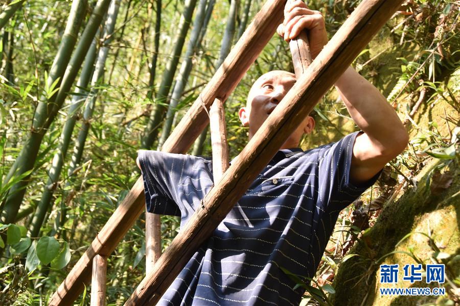 （新華全媒頭條·圖文互動(dòng)）（12）刺梨花開(kāi)滿(mǎn)山紅——記在貴州脫貧攻堅(jiān)一線(xiàn)奮斗的殘疾人