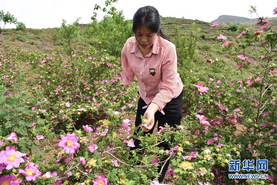 （新華全媒頭條·圖文互動(dòng)）（11）刺梨花開(kāi)滿(mǎn)山紅——記在貴州脫貧攻堅(jiān)一線(xiàn)奮斗的殘疾人