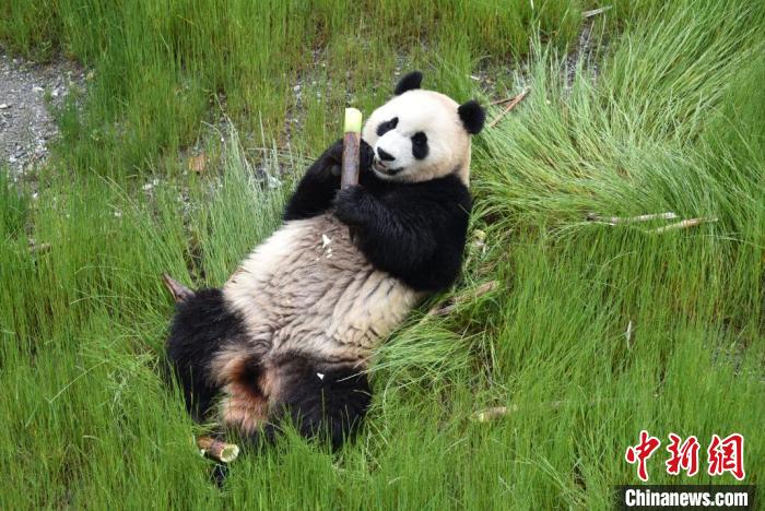 九寨溝熊貓園里的大熊貓。　九寨溝縣委宣傳部提供 攝