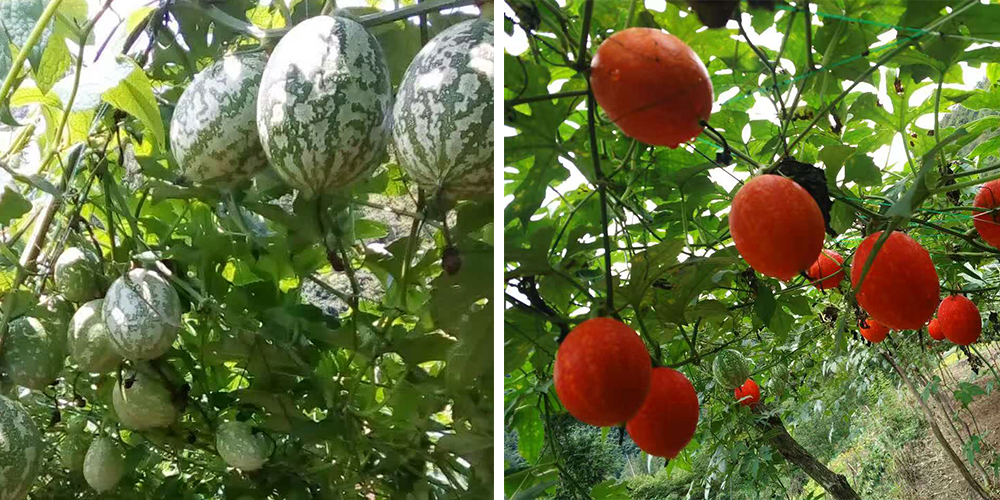 左為處于生長(zhǎng)期的吊瓜，右為成熟的吊瓜（圖源西鄉(xiāng)縣宣傳部）