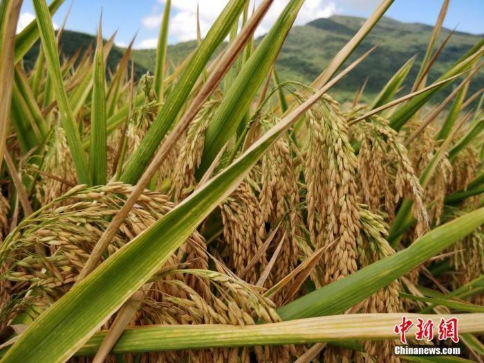 水稻資料圖。<a target='_blank'  data-cke-saved- >中新社</a>記者 王曉斌 攝